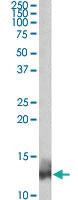 Anti-PLN Goat Polyclonal Antibody