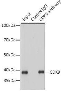 Anti-Cdk9 antibody