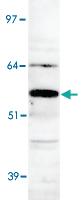 Anti-APCDD1 Rabbit Polyclonal Antibody