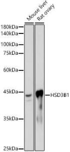 Western blot analysis of extracts of various cell lines, using Anti-HSD3B1 Antibody [ARC2437] (A308449) at 1:1,000 dilution