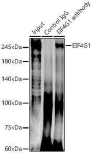 Anti-eIF4G1 Rabbit Polyclonal Antibody