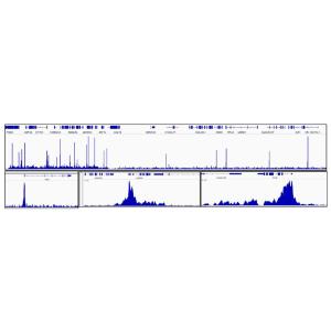 Anti-Cdk9 antibody