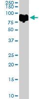 Anti-KLF4 Goat Polyclonal Antibody