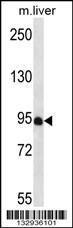 Anti-PDZD4 Rabbit Polyclonal Antibody (APC (Allophycocyanin))