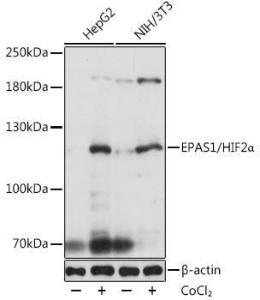 Western blot analysis of extracts of various cell lines, using Anti-HIF-2-alpha Antibody (A10163) at 1:1,000 dilution