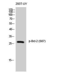 Western blot analysis of 293T UV cells using Anti-BCL-2 (phospho Ser87) Antibody