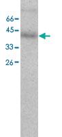 Anti-SPDEF Mouse Monoclonal Antibody [clone: 3]