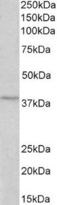 Anti-MC4R Goat Polyclonal Antibody