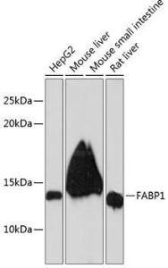 Antibody A81027-100 100 µl