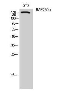 Western blot analysis of 3T3 cells using Anti-BAF250B Antibody