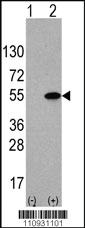 Anti-ATF4 Rabbit Polyclonal Antibody