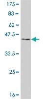 Anti-NHLH2 Mouse Monoclonal Antibody [clone: 1F4]