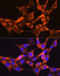 Antibody A81027-100 100 µl