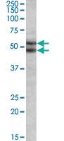 Anti-BAG5 Goat Polyclonal Antibody