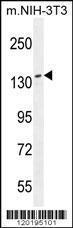 Anti-NUP160 Rabbit Polyclonal Antibody (APC (Allophycocyanin))