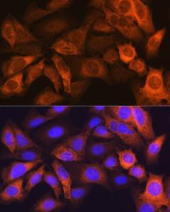 Antibody A81027-100 100 µl