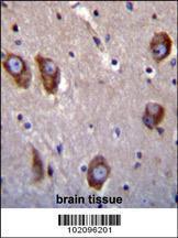 Anti-BAI1 Rabbit Polyclonal Antibody (Biotin)