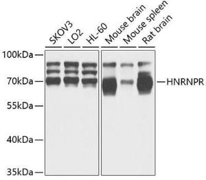 Western blot analysis of extracts of various cell lines, using Anti-hnRNP R Antibody (A308450) at 1:1,000 dilution