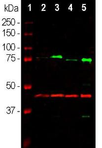 Western blot analysis of tissue lysates using Anti-MeCP2 Antibody (1:1,000/green): [1] protein standard (red), [2] rat whole brain, [3] nuclear fraction of rat brain, [4] mouse whole brain, [5] nuclear fraction of mouse brain lysate