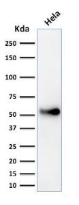 Western blot analysis of HeLa cell lysate using Anti-p53 Antibody [SPM589]