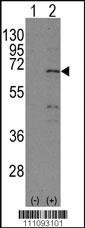 Anti-NR4A1 Rabbit Polyclonal Antibody