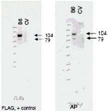 Anti-ABCB6 Rabbit Polyclonal Antibody