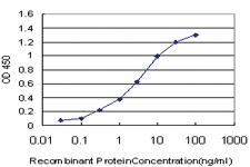 Anti-TAF11 Mouse Monoclonal Antibody [clone: 3D3]