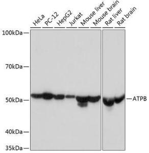 Antibody A81028-100 100 µl