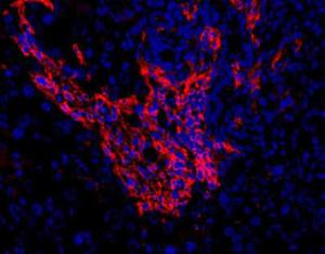 Anti-Oval Cell Marker Rat Monoclonal Antibody [clone: OC2-3C7]