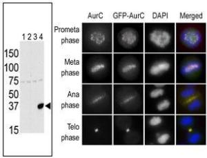 Anti-AURKC Rabbit Polyclonal Antibody (AP (Alkaline Phosphatase))