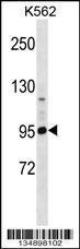 Anti-PCDHA4 Rabbit Polyclonal Antibody (AP (Alkaline Phosphatase))