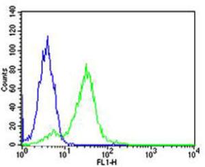 Anti-RPS6 Mouse Monoclonal Antibody [clone: 981CT2.1.1]