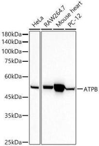 Antibody A81028-100 100 µl