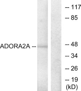 Western blot analysis of lysates from HepG2 cells using Anti-ADORA2A Antibody. The right hand lane represents a negative control, where the antibody is blocked by the immunising peptide.