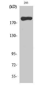 Western blot analysis of various cells using Anti-MYH14 Antibody