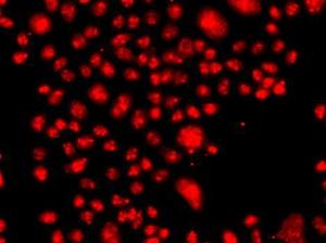 Immunofluorescence analysis of A549 cells using Anti-FANCM Antibody (A10171)