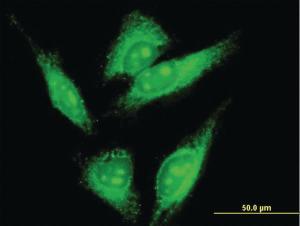 Anti-LMO7 Mouse Monoclonal Antibody [clone: 4B4]