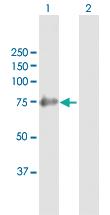 Anti-SHC4 Mouse Polyclonal Antibody