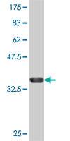 Anti-NHP2L1 Mouse Polyclonal Antibody