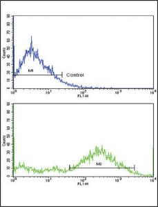 Anti-MVP Rabbit Polyclonal Antibody