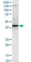 Anti-RNF2 Mouse Monoclonal Antibody [clone: 4A9]