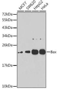 Antibody anti-BAX 100 µl