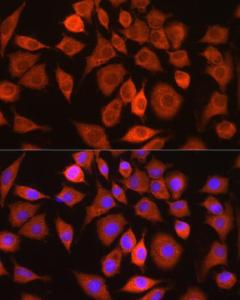 Antibody anti-BAX 100 µl