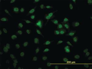 Anti-RBBP4 Mouse Monoclonal Antibody [clone: 4A5]