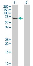 Anti-TESK2 Mouse Monoclonal Antibody [clone: 5H4]