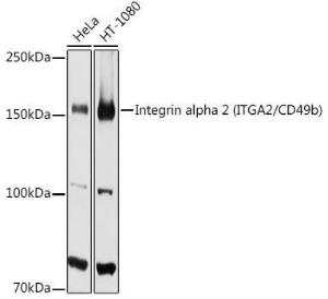 Antibody anti-ITGA2 100 µl