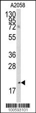 Anti-BMF Rabbit Polyclonal Antibody