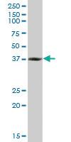 Anti-RNF2 Mouse Monoclonal Antibody [clone: 4A9]