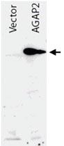 Anti-AGAP2 Rabbit Polyclonal Antibody