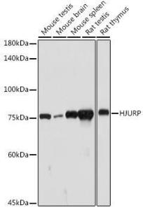 Antibody A307502-100 100 µl